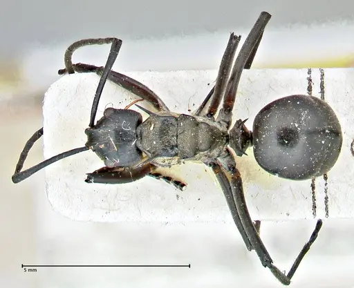 Polyrhachis rufofemorata - FOCOL2941