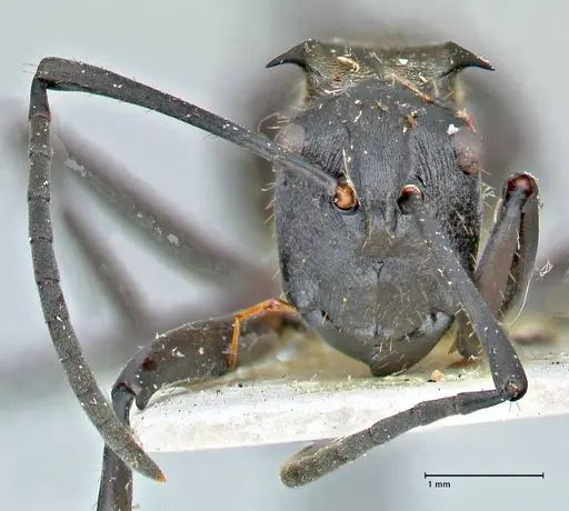 Polyrhachis rufofemorata - FOCOL2941