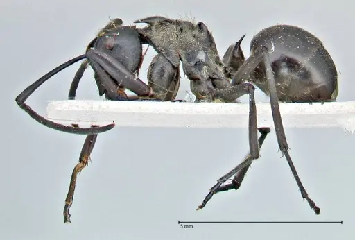 Polyrhachis rufofemorata - FOCOL2941