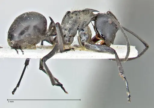 Polyrhachis rufofemorata - FOCOL2941