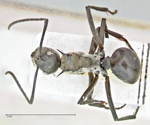 Polyrhachis rufofemorata - FOCOL2942