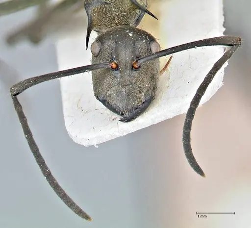 Polyrhachis rufofemorata - FOCOL2942