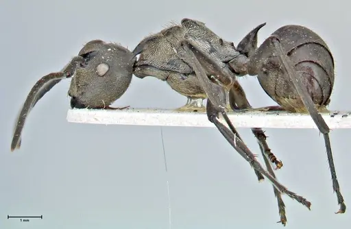 Polyrhachis rufofemorata - FOCOL2942