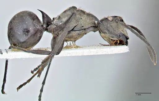 Polyrhachis rufofemorata - FOCOL2942
