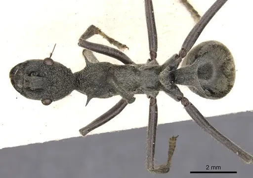 Polyrhachis rugifrons specimen