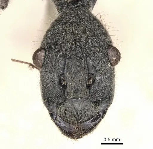 Polyrhachis rugifrons specimen