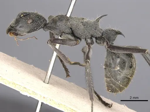 Polyrhachis rugifrons specimen