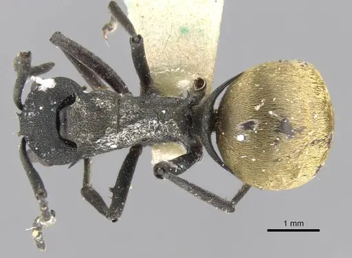 Polyrhachis rupicapra specimen