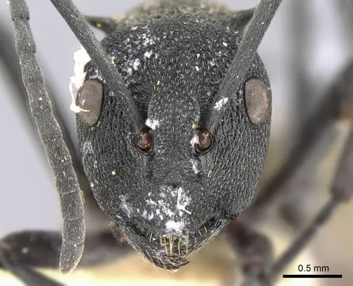 Polyrhachis rupicapra specimen