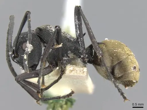Polyrhachis rupicapra specimen