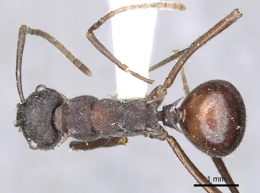 Polyrhachis rustica specimen