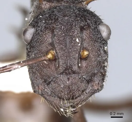 Polyrhachis rustica specimen