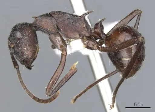 Polyrhachis rustica specimen