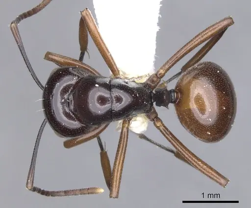 Polyrhachis rutila specimen