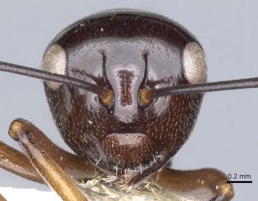 Polyrhachis rutila specimen