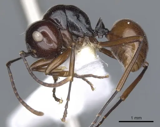 Polyrhachis rutila specimen