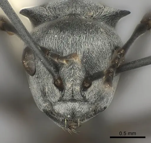Polyrhachis saevissima specimen