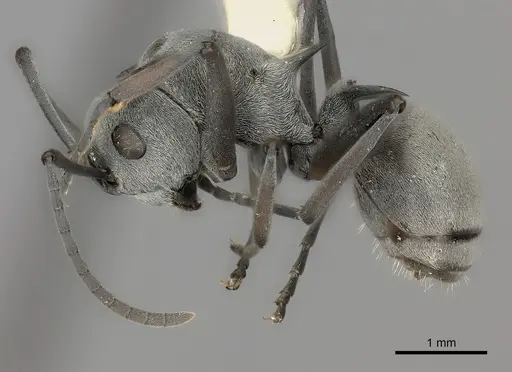 Polyrhachis saevissima specimen
