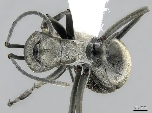 Polyrhachis saevissima - CASENT0281410