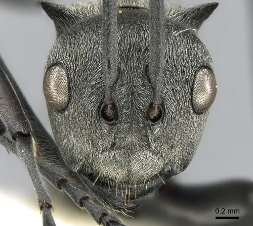 Polyrhachis saevissima - CASENT0281410