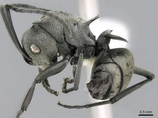 Polyrhachis saevissima - CASENT0281410