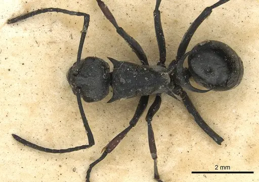 Polyrhachis saevissima - CASENT0901833