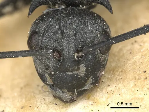 Polyrhachis saevissima - CASENT0901833