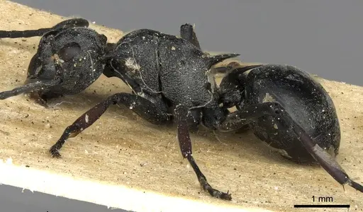 Polyrhachis saevissima - CASENT0901833