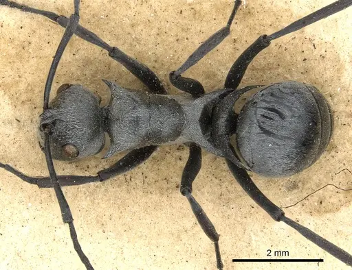 Polyrhachis saevissima - CASENT0901835