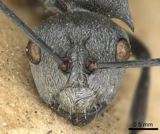 Polyrhachis saevissima - CASENT0901835