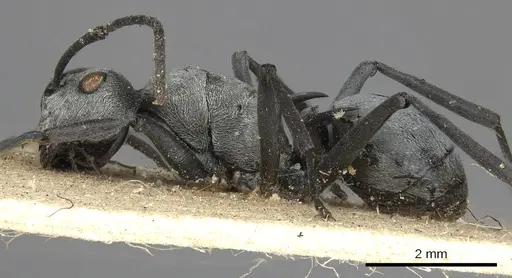 Polyrhachis saevissima - CASENT0901835