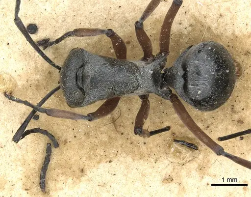Polyrhachis saevissima - CASENT0901841