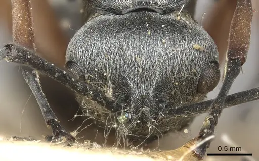 Polyrhachis saevissima - CASENT0901841