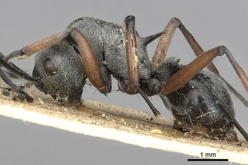 Polyrhachis saevissima - CASENT0901841