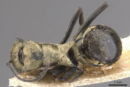 Polyrhachis saevissima - CASENT0905643