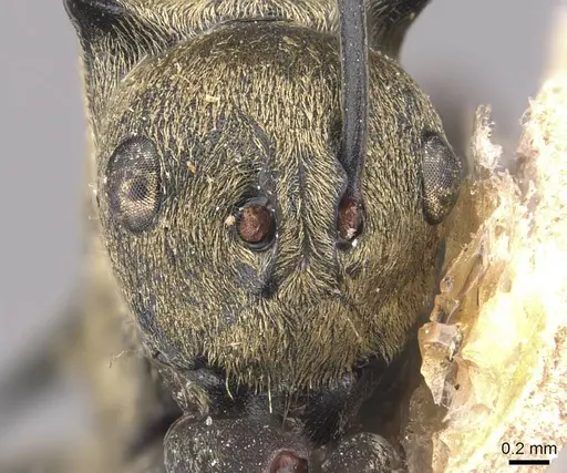 Polyrhachis saevissima - CASENT0905643