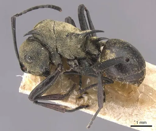 Polyrhachis saevissima - CASENT0905643