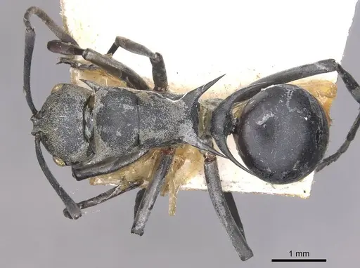 Polyrhachis saevissima - CASENT0910878