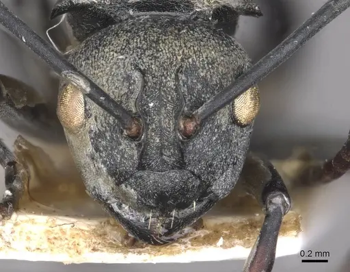 Polyrhachis saevissima - CASENT0910878