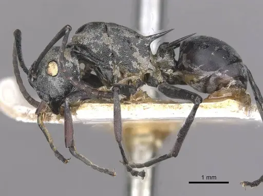Polyrhachis saevissima - CASENT0910878