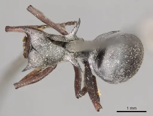 Polyrhachis saevissima - CASENT0915827