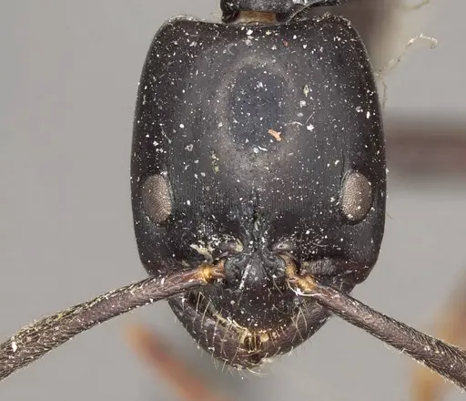 Polyrhachis saevissima - CASENT0915827