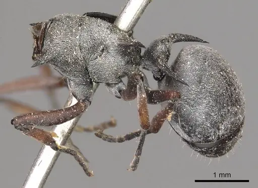 Polyrhachis saevissima - CASENT0915827