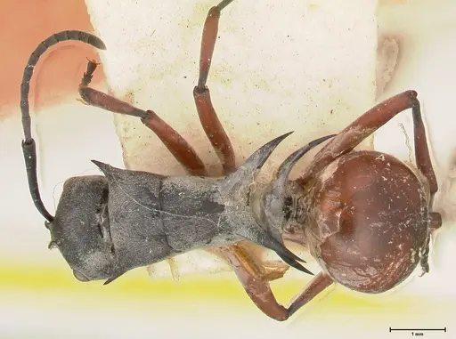 Polyrhachis saevissima - FOCOL0568