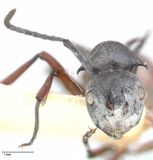 Polyrhachis saevissima - FOCOL0568
