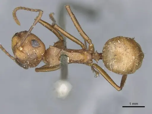 Polyrhachis saigonensis specimen