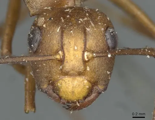 Polyrhachis saigonensis specimen