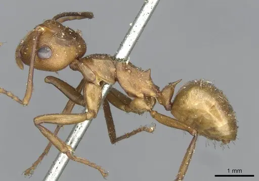 Polyrhachis saigonensis specimen