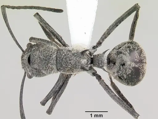 Polyrhachis salebrosa specimen