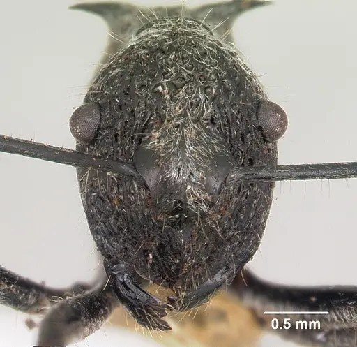 Polyrhachis salebrosa specimen